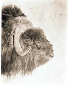 Image: Musk-ox head, side view